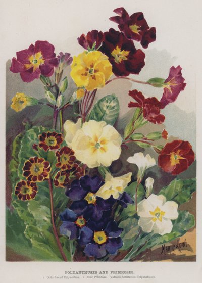 Polyanthes et primevères - Marie Low